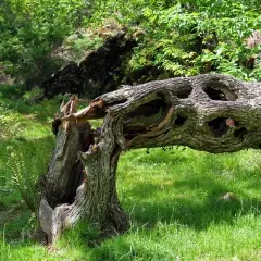 Tronco retorcido y hueco en el Val das Mouras, rodeado de vegetación exuberante y hierba verde.