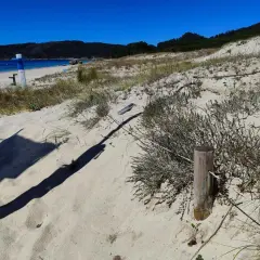 Dunas de arena y vegetación en la playa de Rodeira, con el mar azul y una persona sentada al fondo.