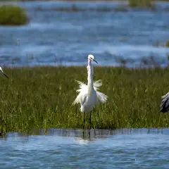 La fauna de la foz exhibe garzas blancas y una garza real gris en un paisaje acuático con vegetación.