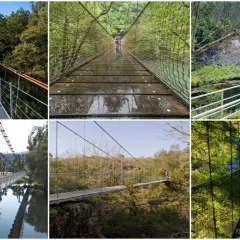 Collage de varios puentes colgantes en Galicia, algunos con personas cruzándolos, rodeados de exuberante vegetación y agua.