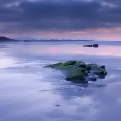 Reflejos púrpuras en la playa de Foz al amanecer. Rocas cubiertas de musgo emergen de la arena mojada, bajo un cielo dramático.