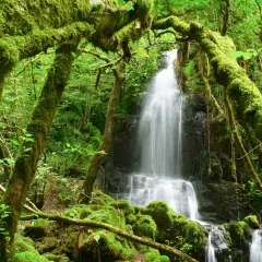 La fervenza de Firvado, un espectáculo natural cubierto de musgo verde vibrante, cae en cascada entre árboles cubiertos de vegetación.