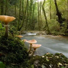 Hongos luminosos crecen en las fragas do Eume, junto a un arroyo de aguas rápidas.