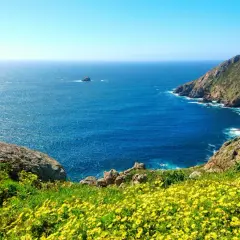 Un mar azul intenso baña las costas rocosas de Finisterre. Flores amarillas cubren la ladera, invitando a soñar con sus playas salvajes.