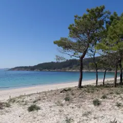 Arena blanca y aguas turquesas en la **areabrava cangas**, con pinos que bordean la costa y colinas verdes al fondo.