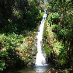 Cascada del Pozo da Onza, un torrente blanco cae por rocas cubiertas de musgo y vegetación exuberante, creando un remanso de paz en el bosque.