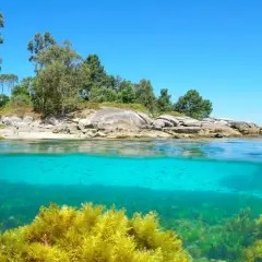 Aguas cristalinas y vegetación marina exuberante en las calas de Bueu. Peces nadan bajo la superficie, mientras la costa rocosa y arbolada se alza bajo un cielo azul.