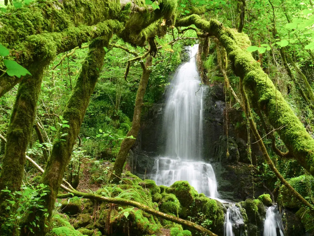 Cascadas en Galicia, un paraíso verde cubierto de musgo. El agua cae entre árboles frondosos y rocas cubiertas de vegetación.