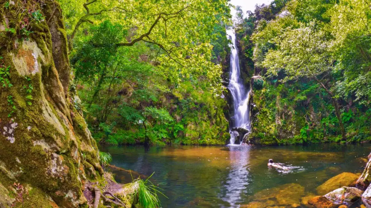 Una cascada viveiro en un bosque frondoso. El agua cae sobre rocas cubiertas de musgo, formando un estanque sereno donde nada un pato.