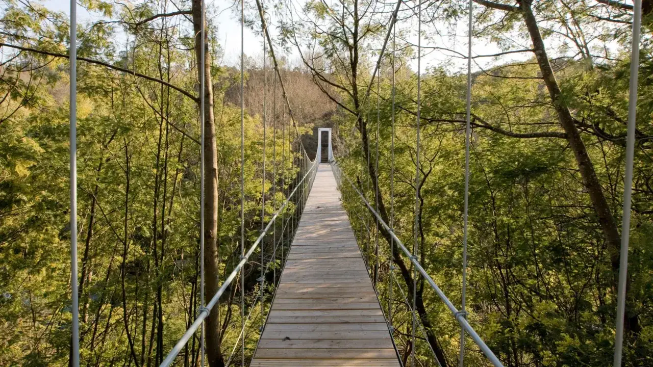 Un puente colgante de madera se adentra en un bosque frondoso, invitando a explorar los senderos de Galicia.