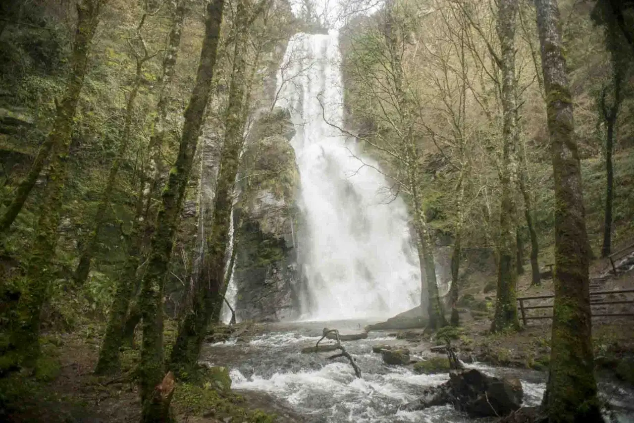 La Seimeira de Vilagocende es una cascada imponente rodeada de árboles cubiertos de musgo, con un río caudaloso que fluye a sus pies.